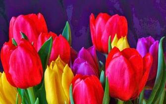 Chiiizuka HD Tulip Flower Wallpaper