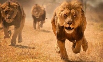 Lion Pictures Facts About Lions