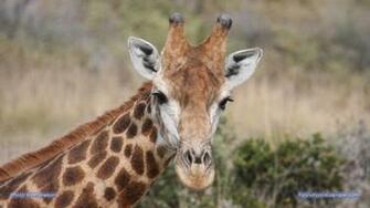 Giraffe Wallpaper HD