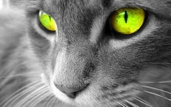 Best Desktop HD Wallpaper Cat