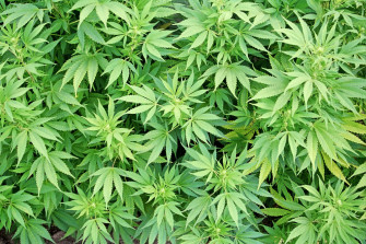 Marijuana Wallpaper For