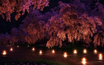 Sakura Night
