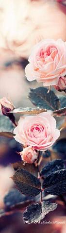 New Ideas Wallpaper Flowers Pink Shades iPad
