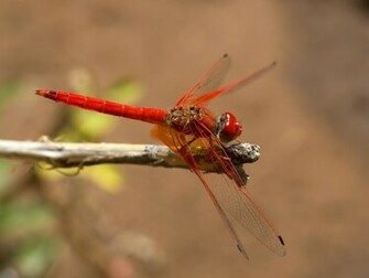 Dragonfly Wallpaper