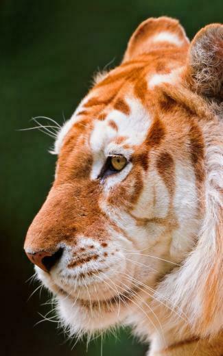 Tiger HD Wallpaper For Kindle Fire HDwallpaper Net