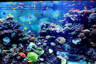 Aquarium HD Wallpaper Net
