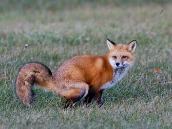 Red Fox Desktop And Mobile Wallpaper Wallippo