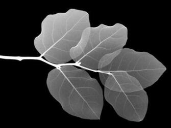 Black And White Wallpaper Technosamrat