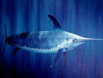 Swordfish Wallpaper