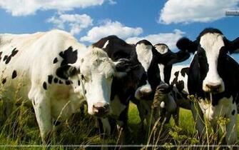 Image Gallery Holstein Cow Wallpaper For