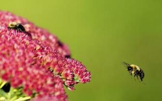 Honey Bee Computer Wallpaper Desktop Background Id