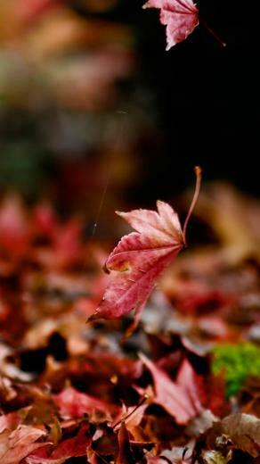 iPhone Wallpaper Fall Background