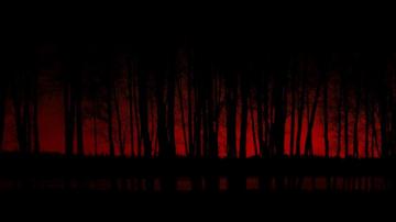 Night Forest Desktop Background HD Wallpaper