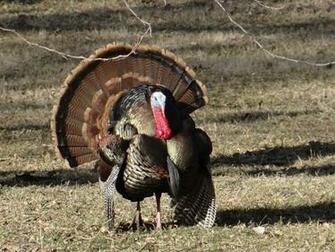 Spring Turkey Hunting Wallpaper A Gobbler