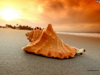 Wallpaper Seashells