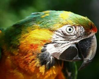SuperHD Pics Beautiful Macaw Red Yellow Picture Orange Black
