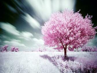 Pink Nature Wallpaper