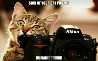 Cat Meme Quote Funny Humor Grumpy Wallpaper HD