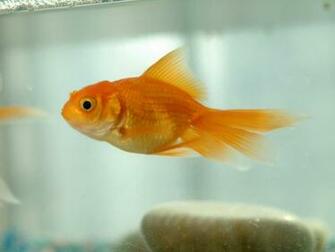 Goldfish Wallpaper