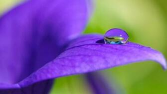 Purple Petals Wallpaper Good For Eyes Protection Jpg