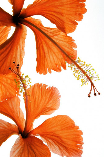 Hibiscus Falling Wallpaper