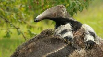 Anteater Baby Wallpaper