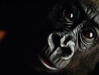 Gorilla Wallpaper Animals Library