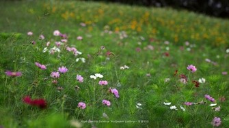 Desktop Wallpaper Flowers Gardens