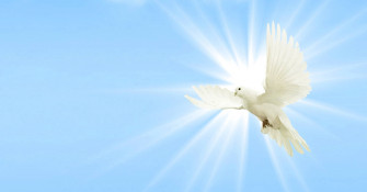 White Dove Wallpaper
