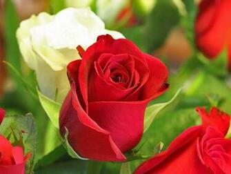 Valentines Day Rose Blooming Flower Wallpaper