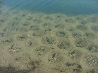 Bluegill Beds Graphics Code Comments Pictures