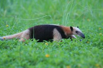 Wallpaper Collections Anteater