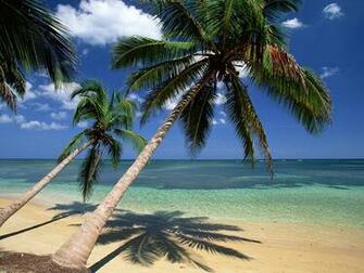 Tropical Palm Trees Wallpaper