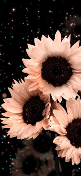 Melu Vazquez On Flowers Wallpaper Sunflower