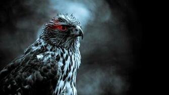 Hawk Wallpaper