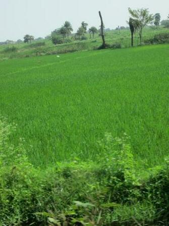 HD Green Crop Wallpaper Webextensionline