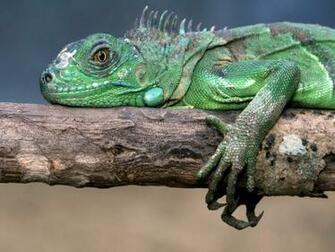 Animal Iguana Wallpaper Animals