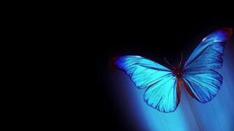 Blue Butterfly Wallpaper HD Net