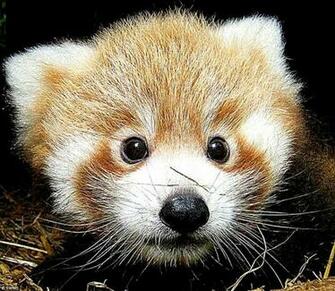 Cute Baby Red Panda Important Wallpaper