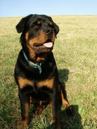 Rottweiler Puppy HD Wallpaper Animals