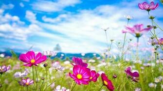 Summer Flowers Wallpaper HD Early