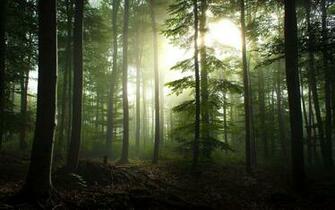 Black Forest Wallpaper