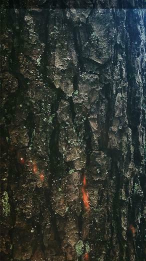 Tree Bark Wallpaper