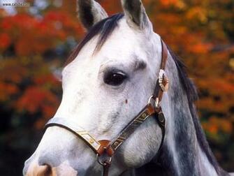 Animals American Quarter Horse Picture Nr