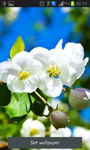 Spring Is Coming Live Wallpaper For Android