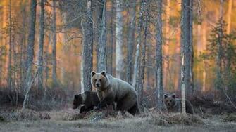Walking In The Woods Wallpaper And Image Pictures