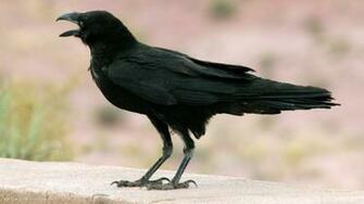 Raven Chihuahuan Corvus Cryptoleucus Bird HD Widescreen Wallpaper