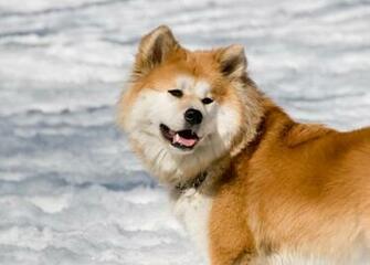 Japanese Akita Inu Info Temperament Puppies Pictures