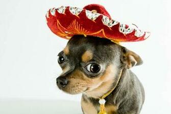 Cute Little Black Tan Chihuahua With His Red Sombrero Too And