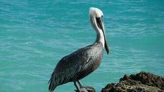 Explore The Collection Birds Pelicans Pelican